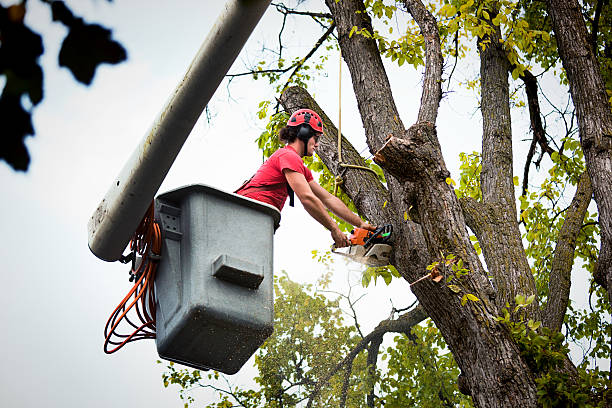 How Our Tree Care Process Works  in Thomasville, NC